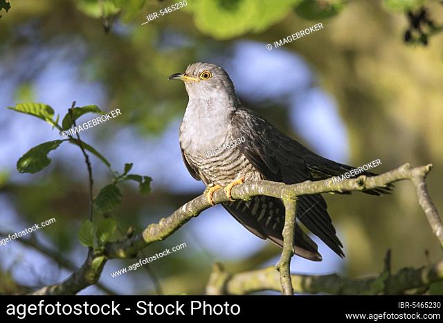 Common cuckoo (Cuculus canorus), male in spring sitting on a tree