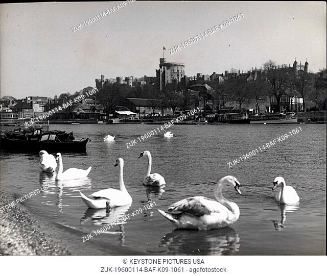 1953 - Looking across the river to Windsor Castle with the Royal Standard flying over the Tower. In the foreground are royal swans which live on the river at...