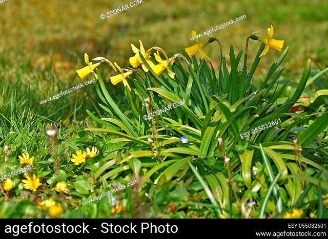 Narzisse, Osterglocke, Narcissus, jonquil