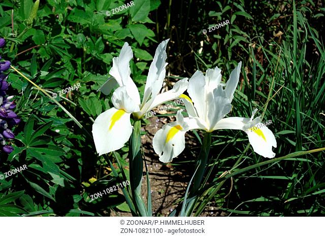 Iris x hollandica White Excelsior, Dutch Iris