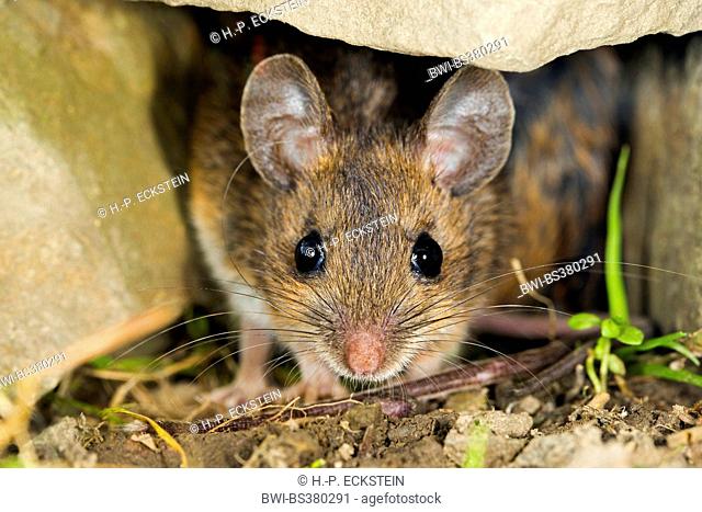 wood mouse, long-tailed field mouse (Apodemus sylvaticus), portrait, Germany, North Rhine-Westphalia