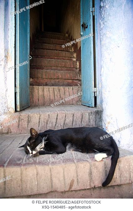 Sleepy cat at a house's door, Chefchaouen, Morocco