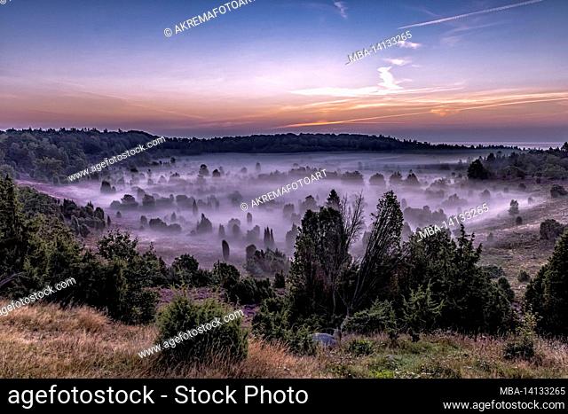 the totengrund in the lüneburg heath in the morning with ground fog