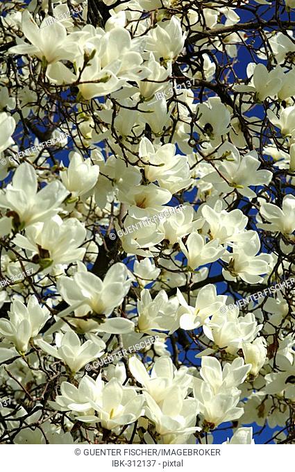 Blossoming Yulan magnolia, Magnolia denudata