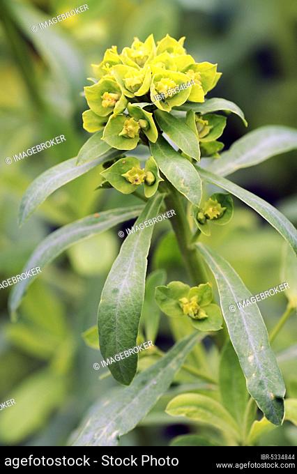 Leafy Spurge, Green Spurge (Euphorbia esula)