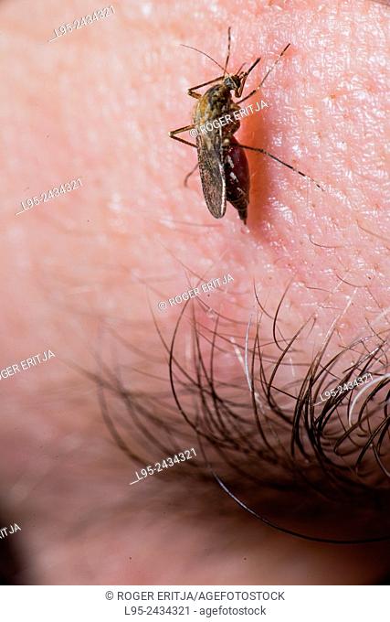 Ochlerotatus caspius female mosquito biting on human skin close to an eye