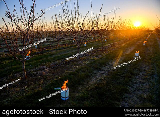 27 April 2021, Saxony-Anhalt, Sülzetal: Countless antifreeze candles burn under already withered apricot trees. In the early morning