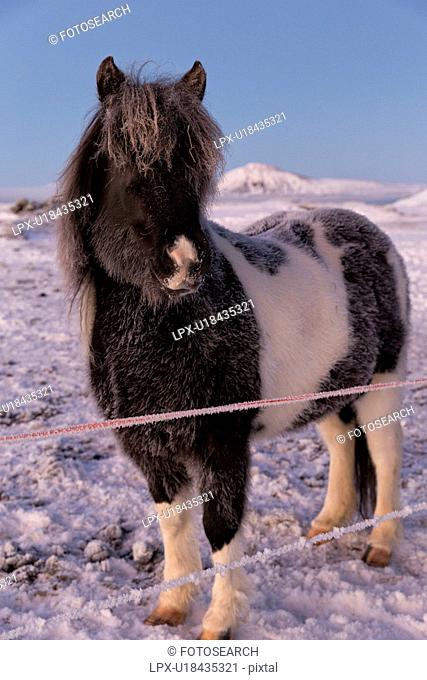 Icelandic horses at daybreak in winter wonderland, Myvatn, Icela