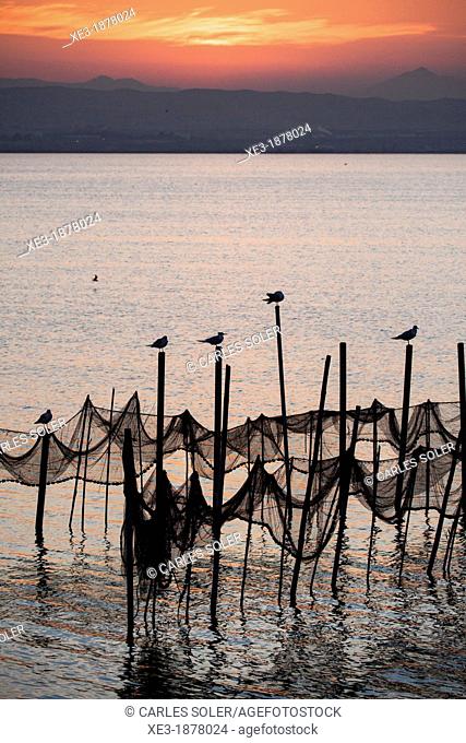 Seagulls on poles, evening, Albufera de València, Valencian Community, Spain