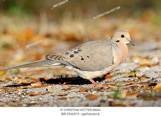 Mourning Dove (Zenaida macroura)