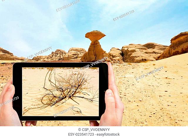 tourist taking photo of saxaul in Wadi Rum desert