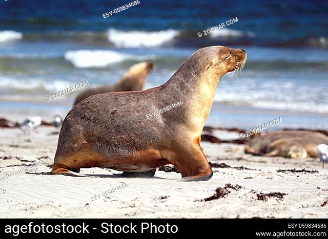 Australischer Seelöwe (Neophoca cinerea) am Strand von Seal Bay auf Kangaroo Island, South Australia, Australien. Australian sea lion (Neophoca cinerea) on the...