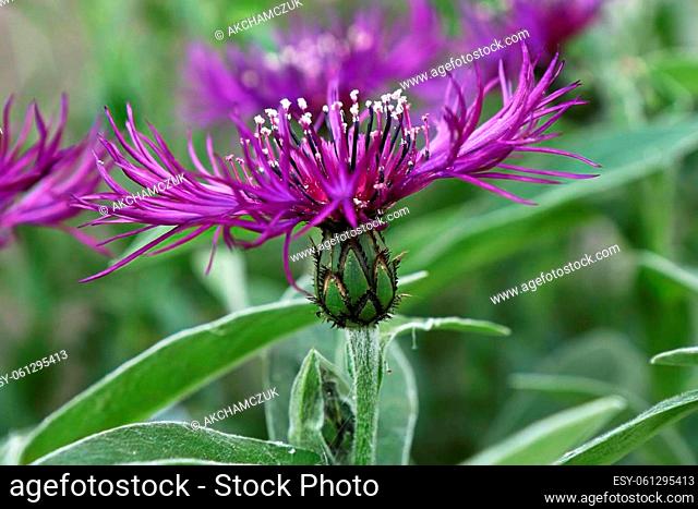 macro side view of a purple knapweed flower