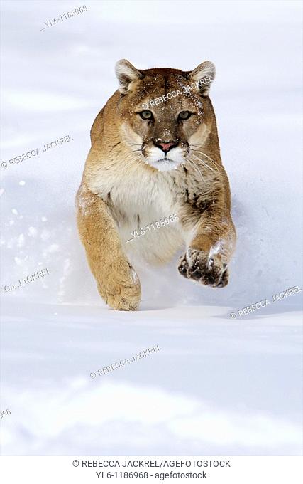 North America, USA, Montana  Cougar captiverunning through snow