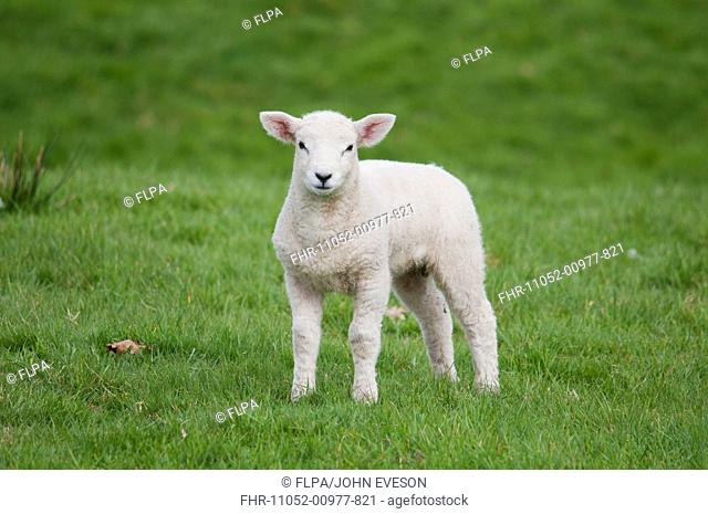 Domestic Sheep, Texel cross lamb, standing in pasture, Chipping, Lancashire, England, april