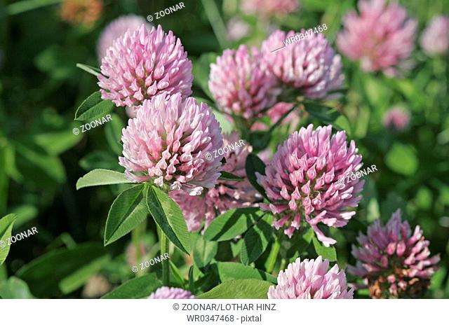 Red Clover Meadow
