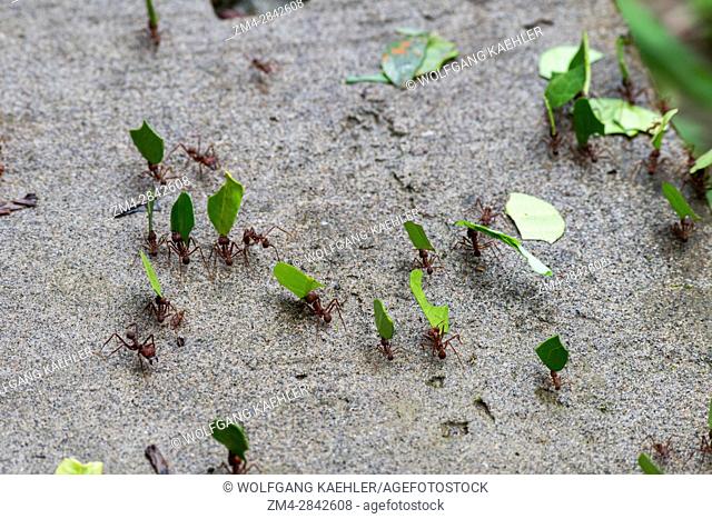 Leafcutter ants carry sections of leaves larger than their own bodies in order to cultivate fungus for food at their colony in the rain forest near La Selva...
