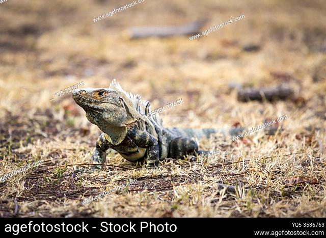 Black Spiny-Tailed Iguana, Black Iguana, Black Ctenosaur, Ctenosaura similis, native to Central America, fastest-running species of lizard