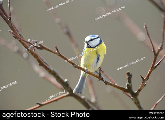 Blue tit sitting on a branch, Bavaria, Germany, Europe