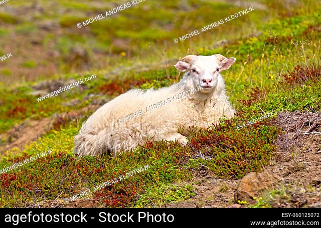 White Icelandic sheep resting on a mountain, summer