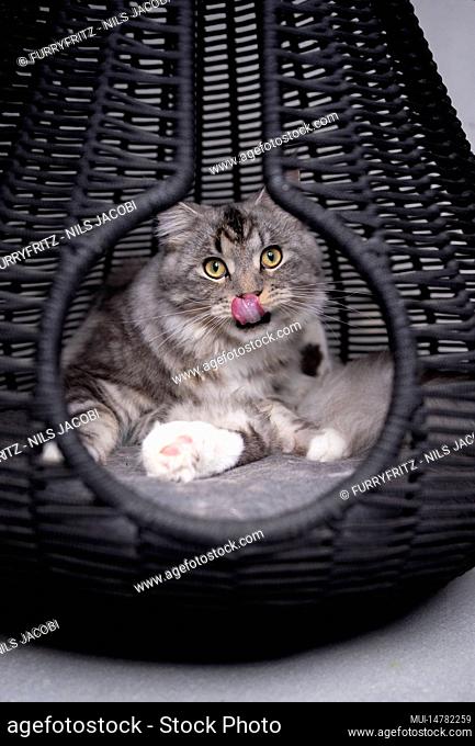 cute maine coon cat grooming fur inside of pet cave basket looking at camera