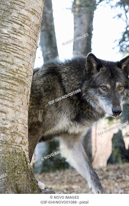 Wolf in Woods, Portrait, Kalispell, Montana, USA