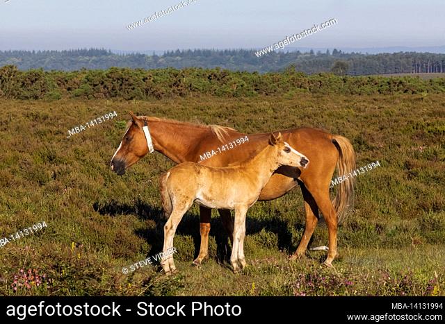 england, hampshire, the new forest, mare and foal