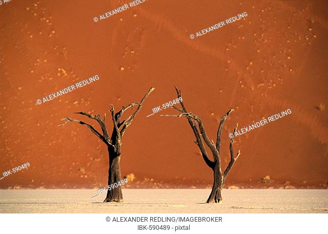 Dead trees in front of sand dune at Dead Vlei, Namib Naukluft National Park, Namibia