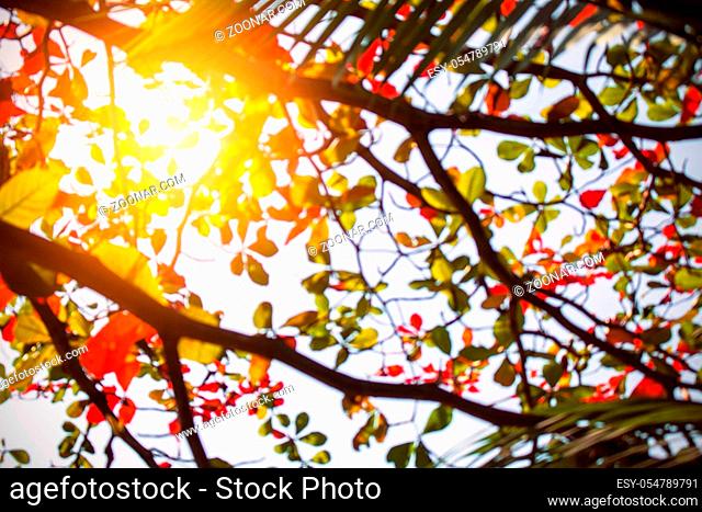 Daylight on branch in the autumn with a blurred image