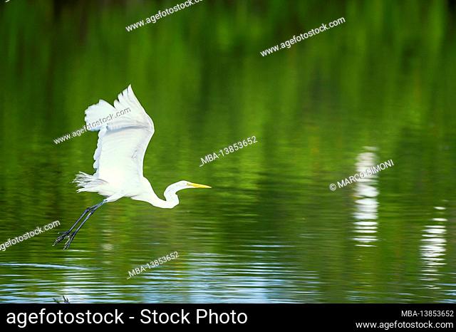Great white egret (Ardea alba) in flight, Sanibel Island, J.N. Ding Darling National Wildlife Refuge Florida, USA