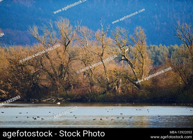Old broken willow (Salix alba) on the Danube with waterfowl, Bayern, Deutschland