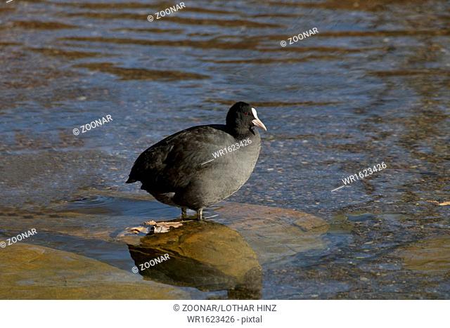 Eurasian Coot (Fulica atra) at a pond in Germany