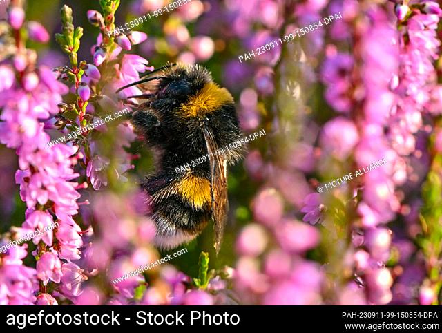 11 September 2023, Brandenburg, Krausnick: A bumblebee searches for nectar in the blooming heath on the dry meadows in front of the Tropical Islands bathing...