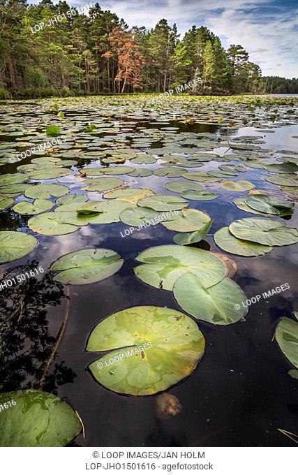 Loch Garten water lilies