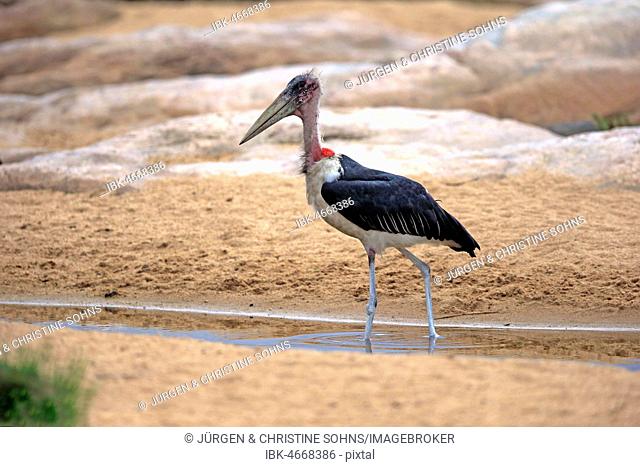 Marabou stork (Leptoptilos crumeniferus), adult, in the water, Kruger National Park, South Africa