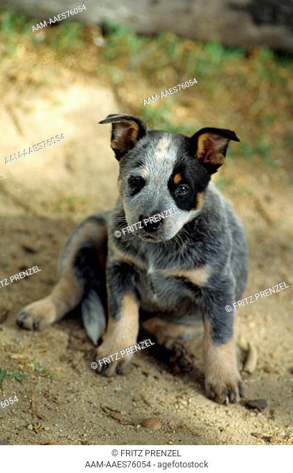 Australian Blue Cattledog Puppy