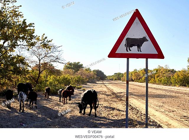 Beware of cow signs by dirt road against clear sky at Caprivi Strip, Namibia