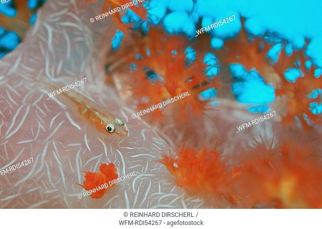 Common ghost goby on soft coral, Pleurosicya mossambica, Bali Indian Ocean, Indonesia