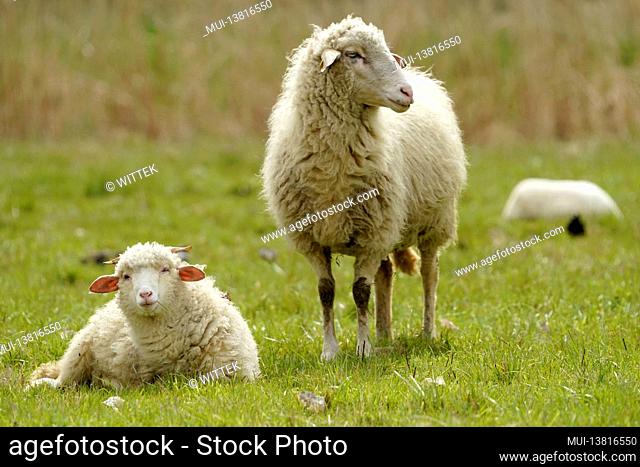 Forest sheep (Landschafrasse, domestic sheep breed) on a pasture, Germany