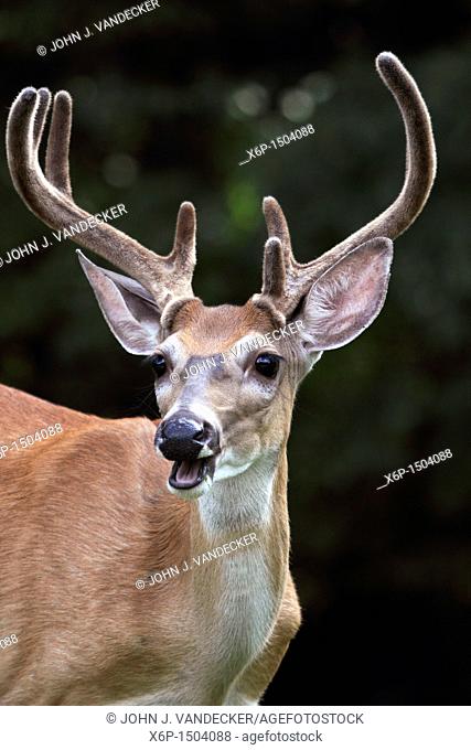 A White-tailed Deer Buck, Odocoileus virginianus, with its antlers encased in velvet Rifle Camp Park, Woodland Park, New Jersey, USA