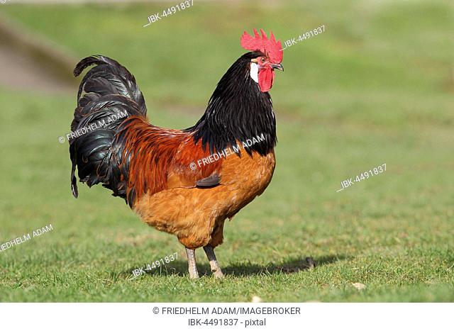 Cock, Domestic Chicken (Gallus gallus domesticus), standing in a meadow, Siegerland, North Rhine-Westphalia, Germany