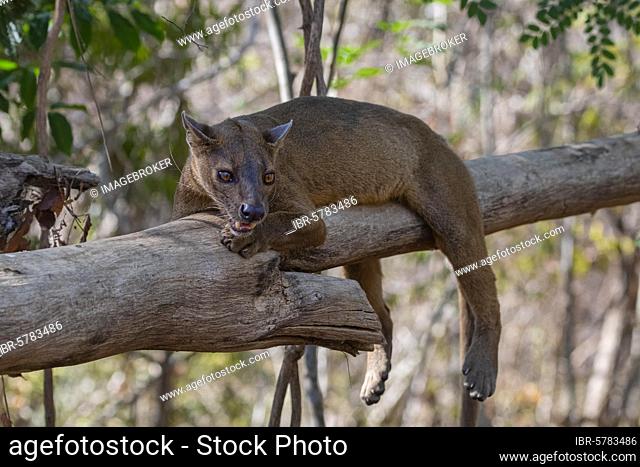 Fossa (Cryptoprocta ferox) on tree, Kirindy Forest, Morondava, Madagascar, Africa