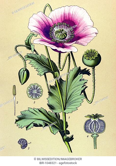 Historic illustration, Opium Poppy (Papaver somniferum), poisonous plant, medicinal plant