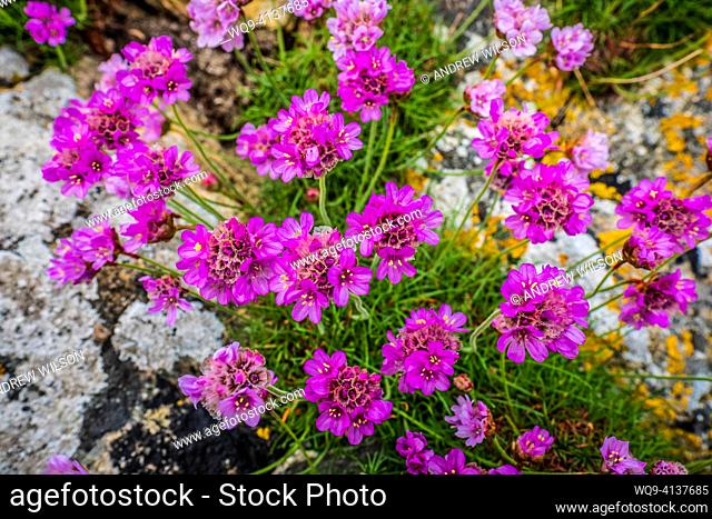 Sea Pinks - also known as Thrift - growing amongst the rocks on a beach on the island of Coll, Scotland