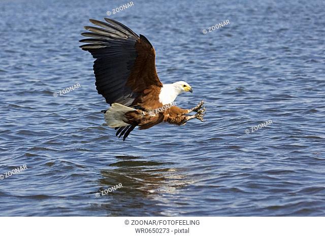 Schreiseeadler Haliaeetus vocifer im Flug, Chobe Fluss, Chobe River, Chobe National Park, Botswana, Afrika, African Fish Eagle at flight, Africa