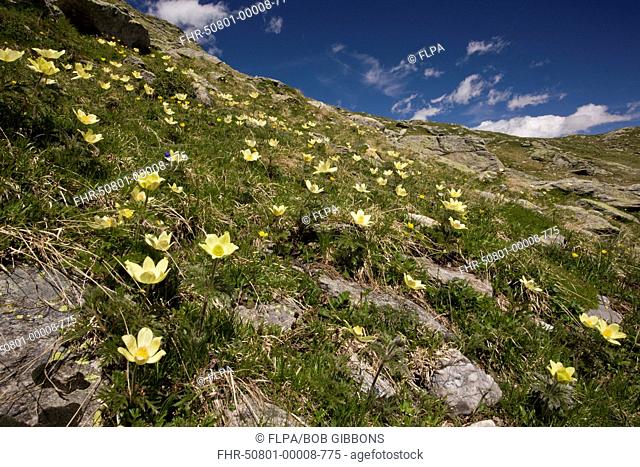 Yellow Alpine Pasqueflower Pulsatilla alpina ssp apiifolia flowering mass, growing on mountain slope habitat, Bernina Pass, Upper Engadin, Eastern Swiss Alps