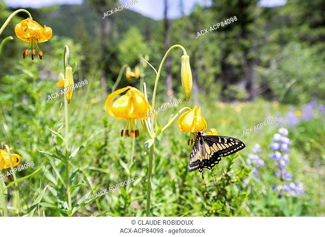 Close up of a butterfly, Rhopalocera, on a glacier lily flower, Erythronium grandiflorum, in Manning provincial park, British Columbia, Canada