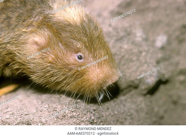 Damarland Mole Rat, head (Cryptomys damarensis) eusocial from Namibia