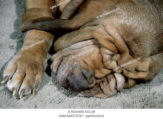 Bloodhound sleeping