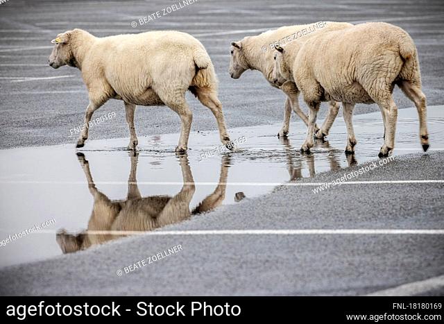 Three free-range Sylt sheep walk through a puddle on an asphalt parking lot in List